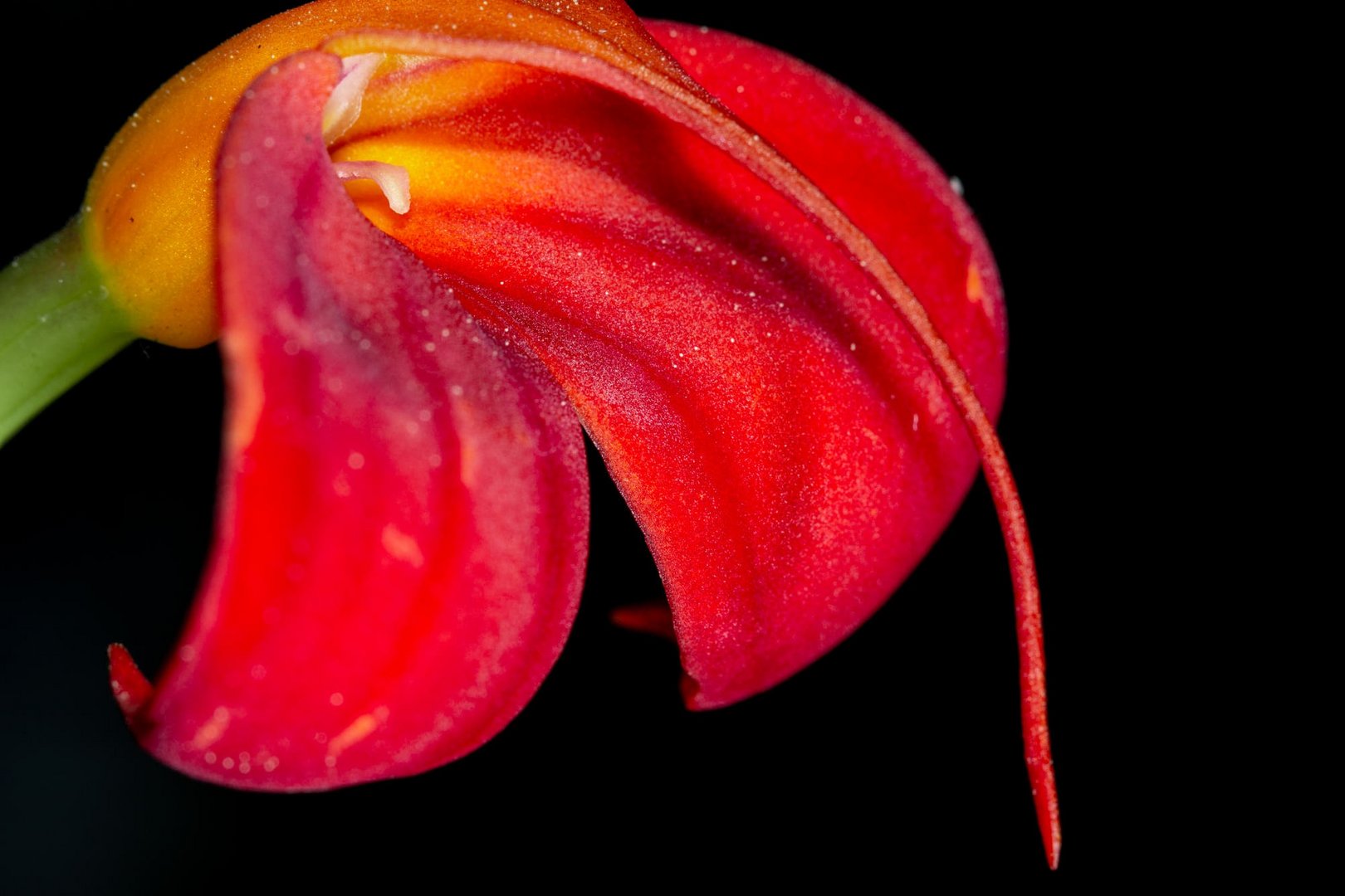 Masdevallia ignea 