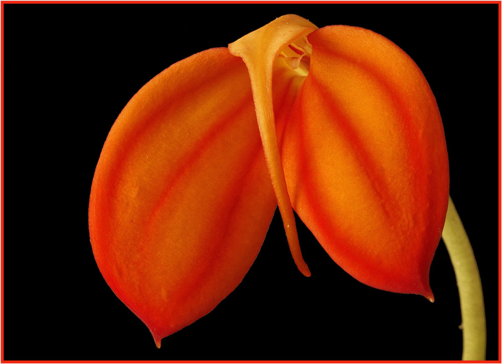 Masdevallia ignea