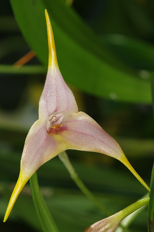 Masdevallia kimballiana x striatella