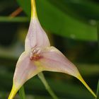 Masdevallia kimballiana x striatella