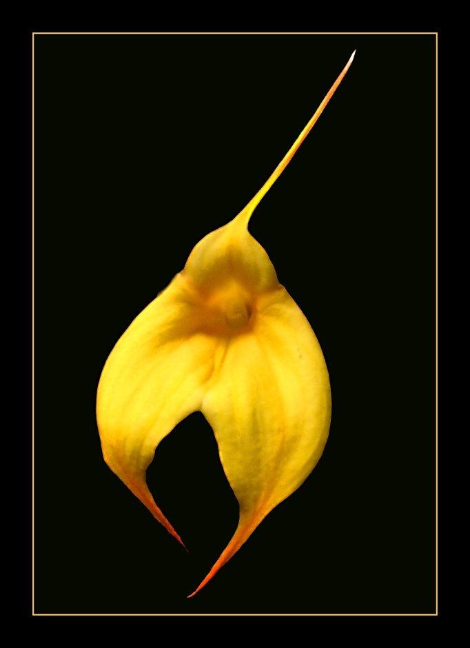 Masdevallia Mary Staal