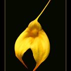 Masdevallia Mary Staal