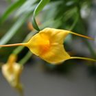 Masdevallia Mary Stahl