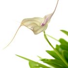 Masdevallia measuresiana 