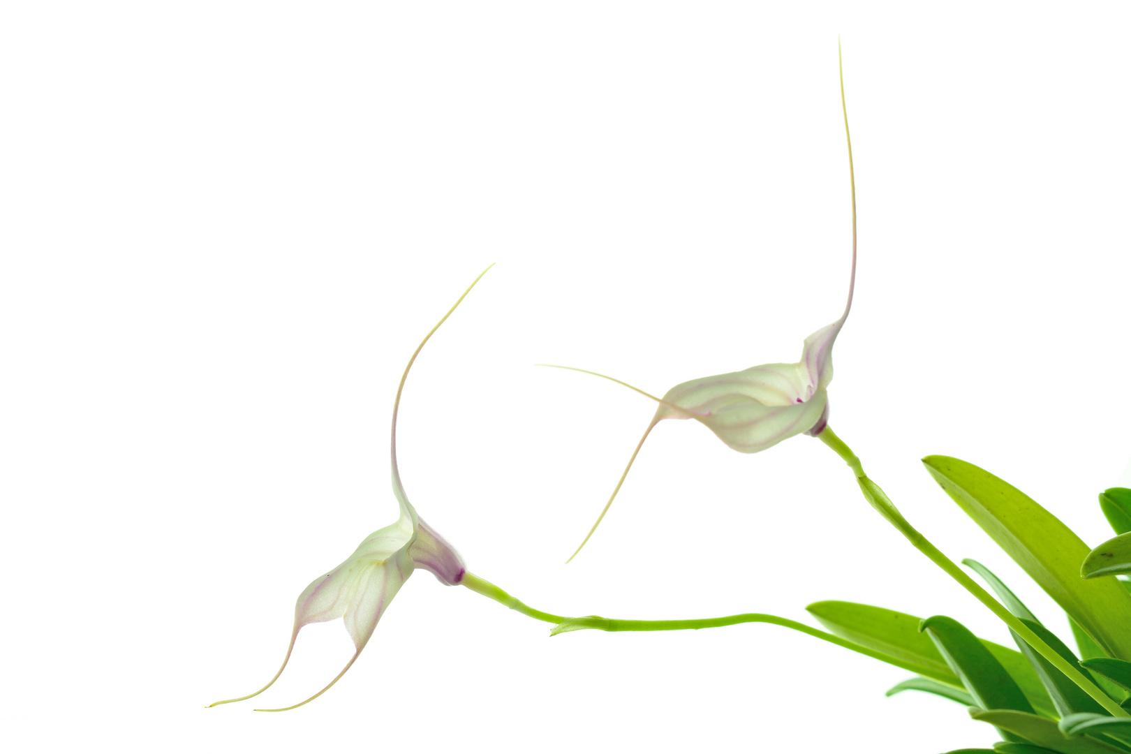 Masdevallia measuresiana  (M. amabilis x M. tovarensis)