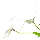 Masdevallia measuresiana  (M. amabilis x M. tovarensis)