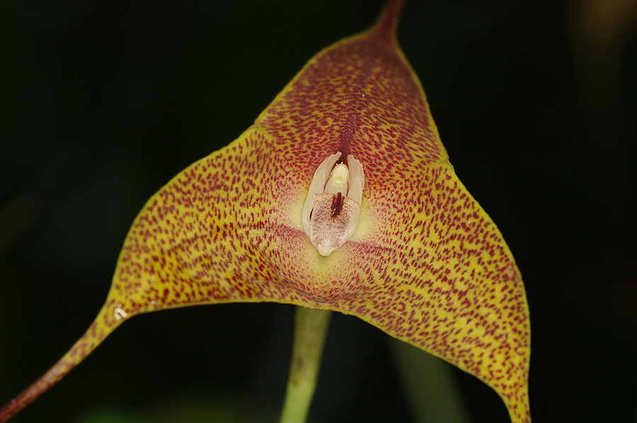 Masdevallia triangularis