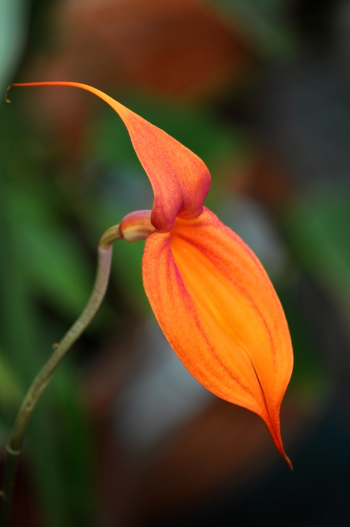 Masdevallia veitchiana