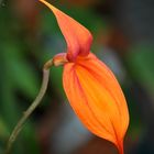 Masdevallia veitchiana