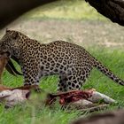 Masego on a springbok kill