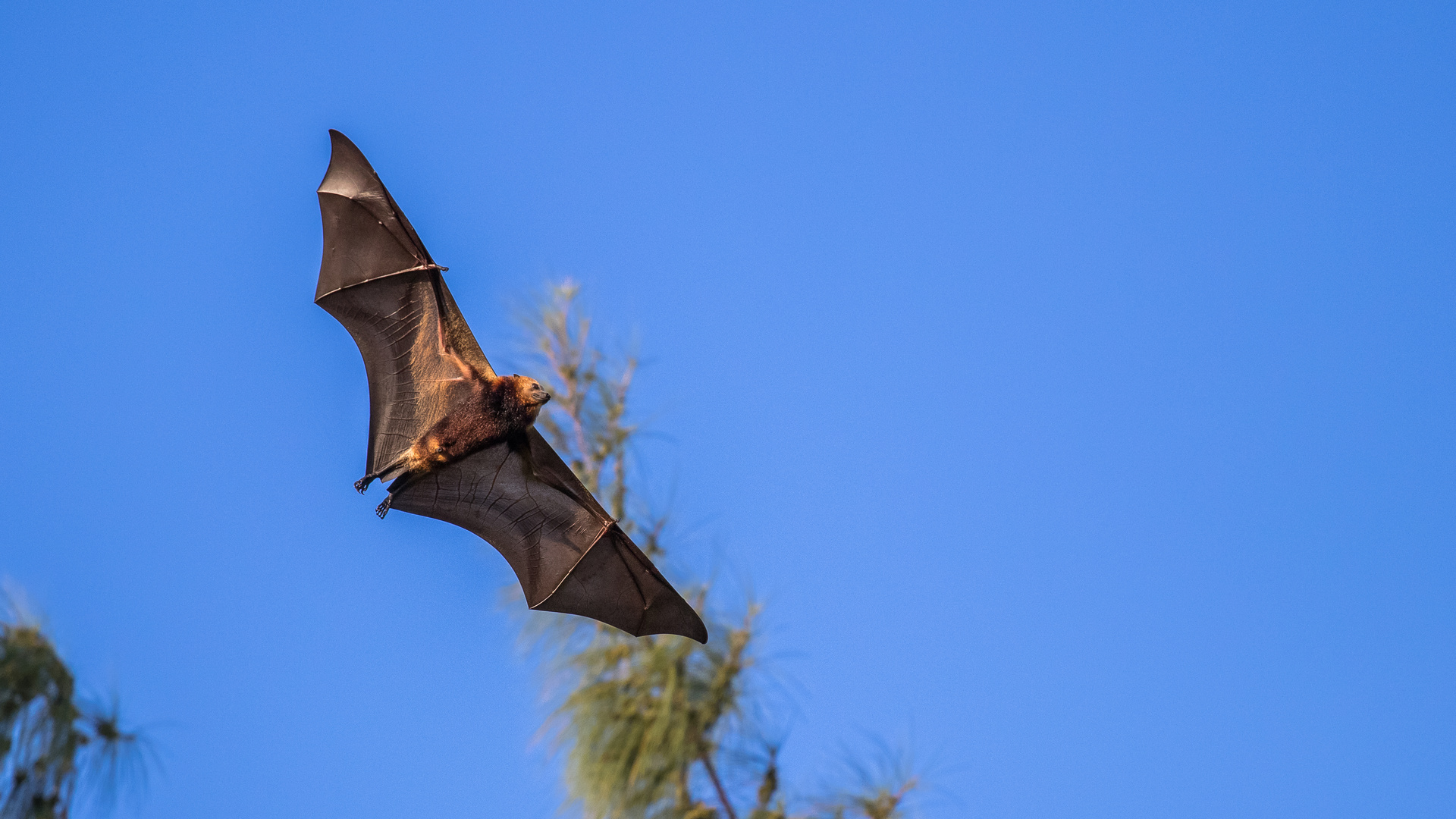 Maskarenen-Flughund (Pteropus niger)