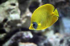 Maskarill-Masken-Falterfisch