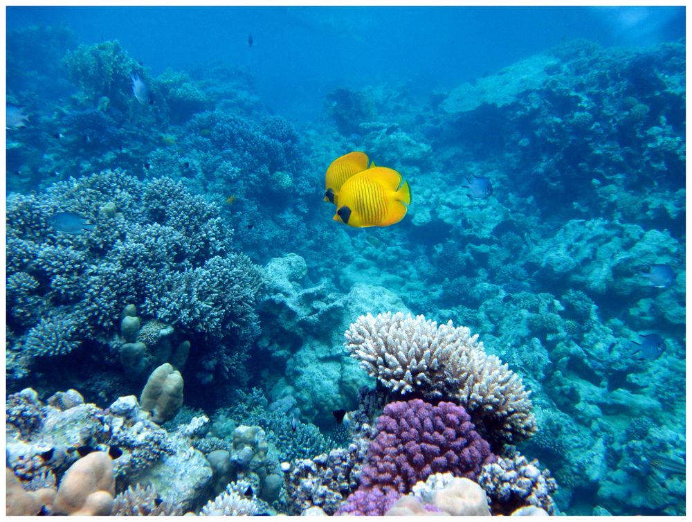 masked butterfly fish