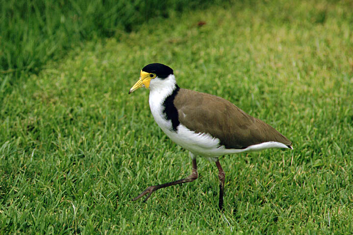 Masked Lapwing