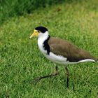 Masked Lapwing