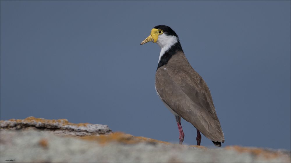 Masked Lapwing