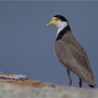 Masked Lapwing