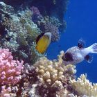 Masked Pufferfish with Exquisite Butterflyfish