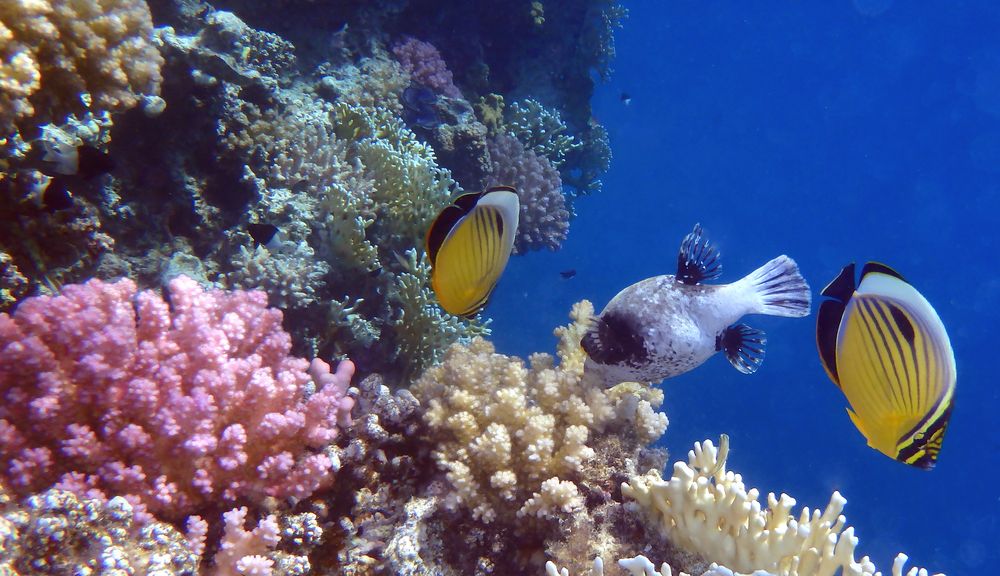 Masked Pufferfish with Exquisite Butterflyfish