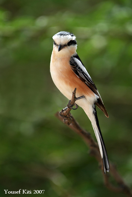 Masked Shrike