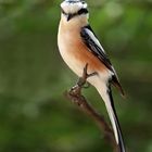 Masked Shrike