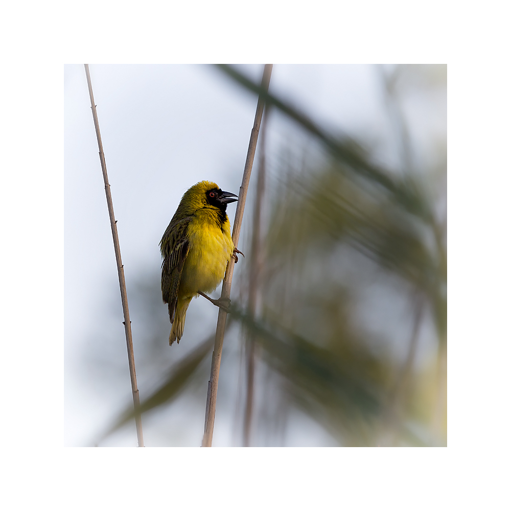 Masked Weaver