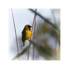 Masked Weaver