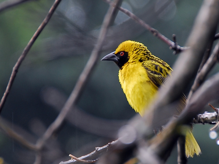 Masked Weaver