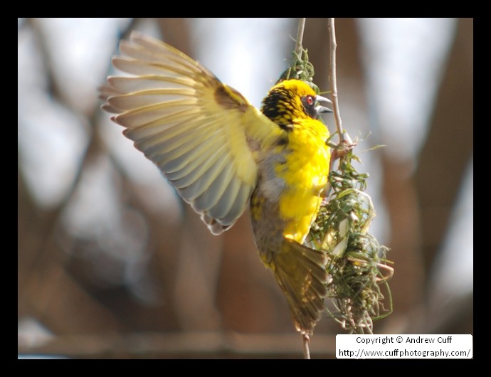 Masked Weaver in South Africa