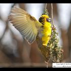 Masked Weaver in South Africa