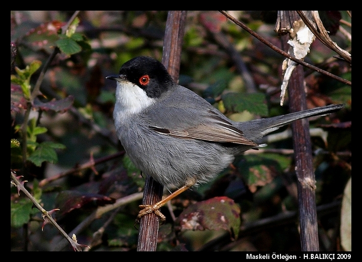 Maskeli Ötlegen (Sylvia melanocephala)