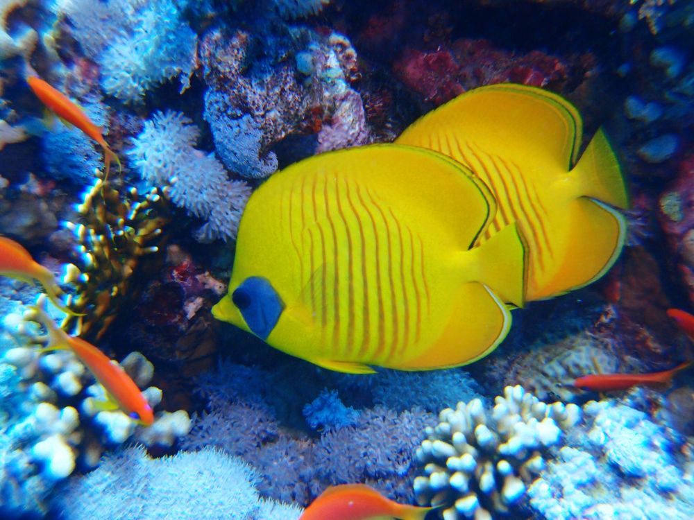 Masken-Falterfische schwimmen nur als Paar