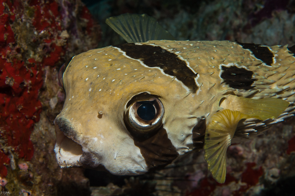 Masken-Igelfisch