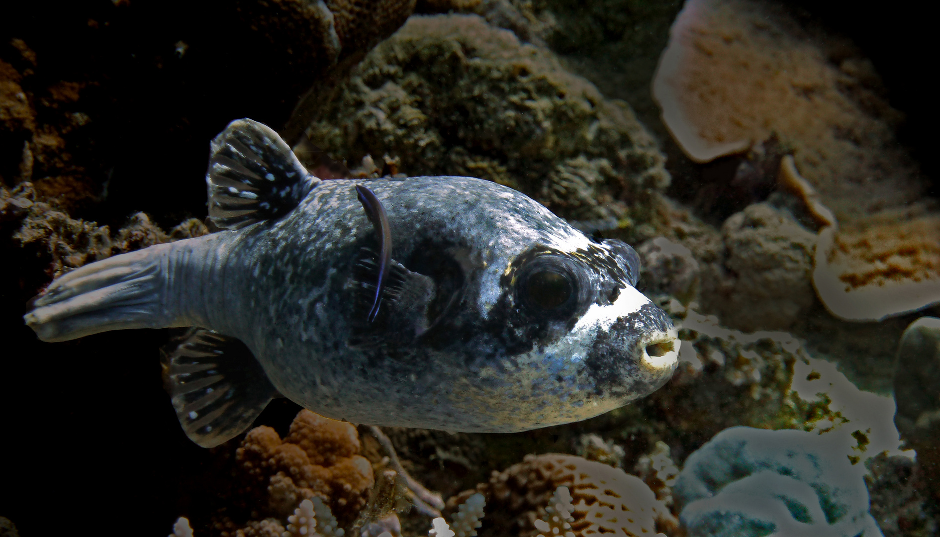 Masken-Kugelfisch Version II