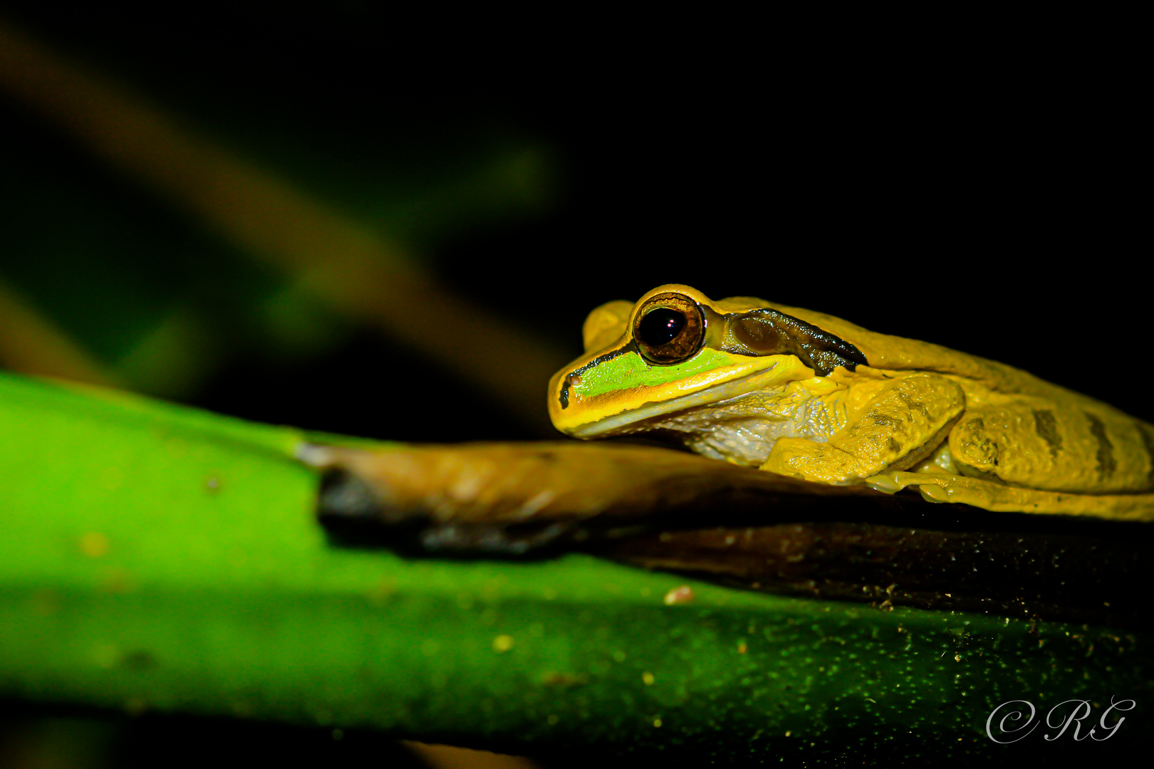 Masken - Laubfrosch