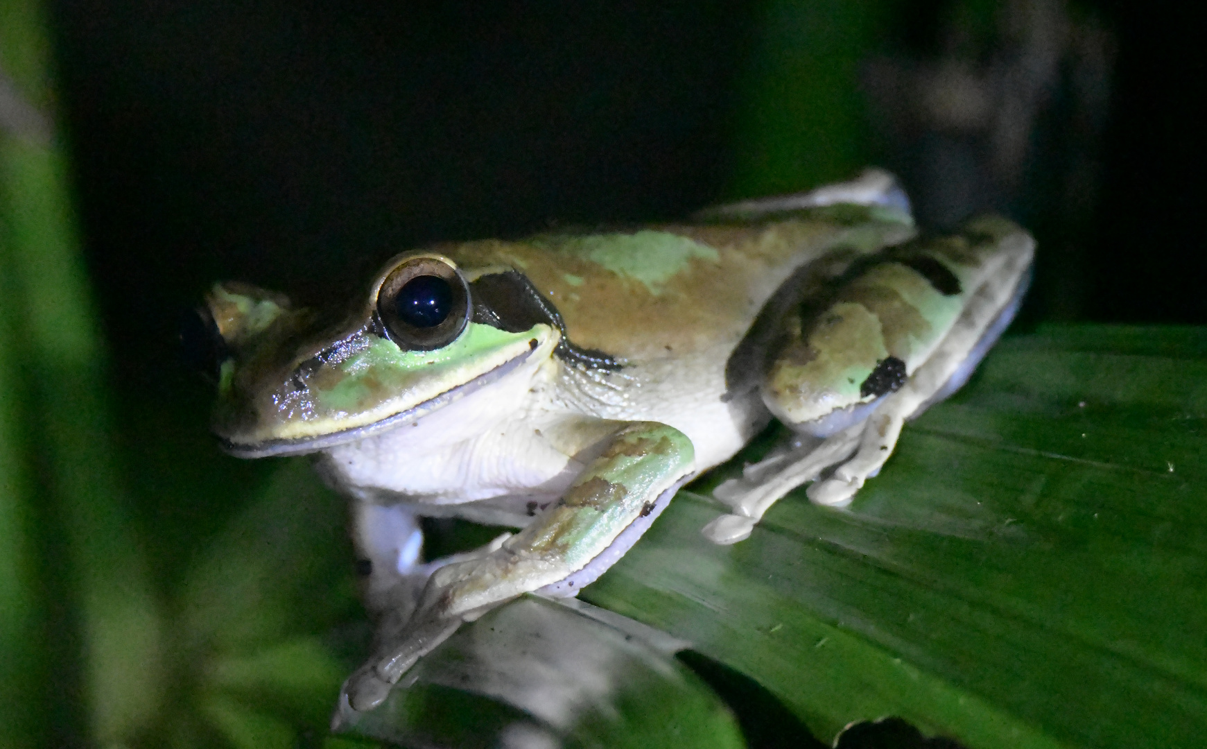 Masken-Laubfrosch