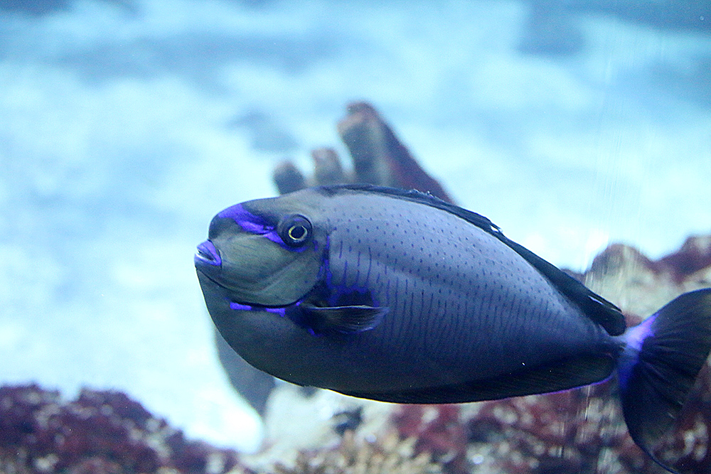 Masken Nasendoktorfisch