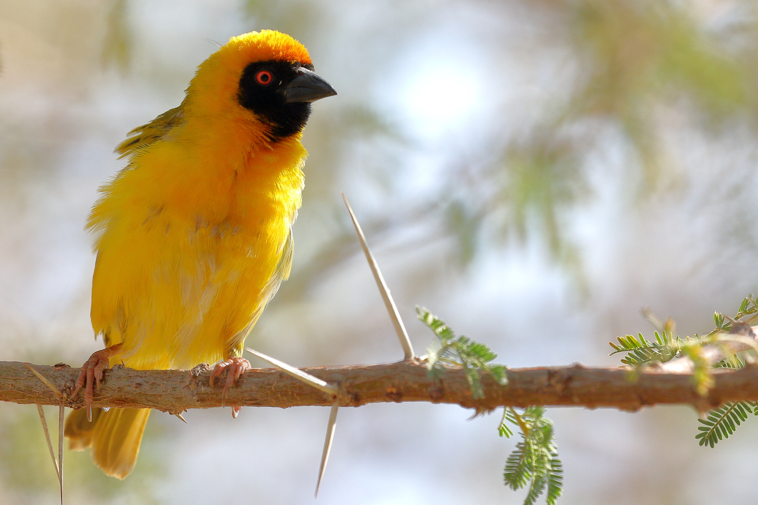 Masken-Webervogel