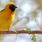 Masken-Webervogel