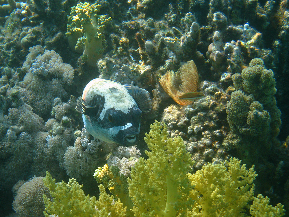 Maskenball im Roten Meer