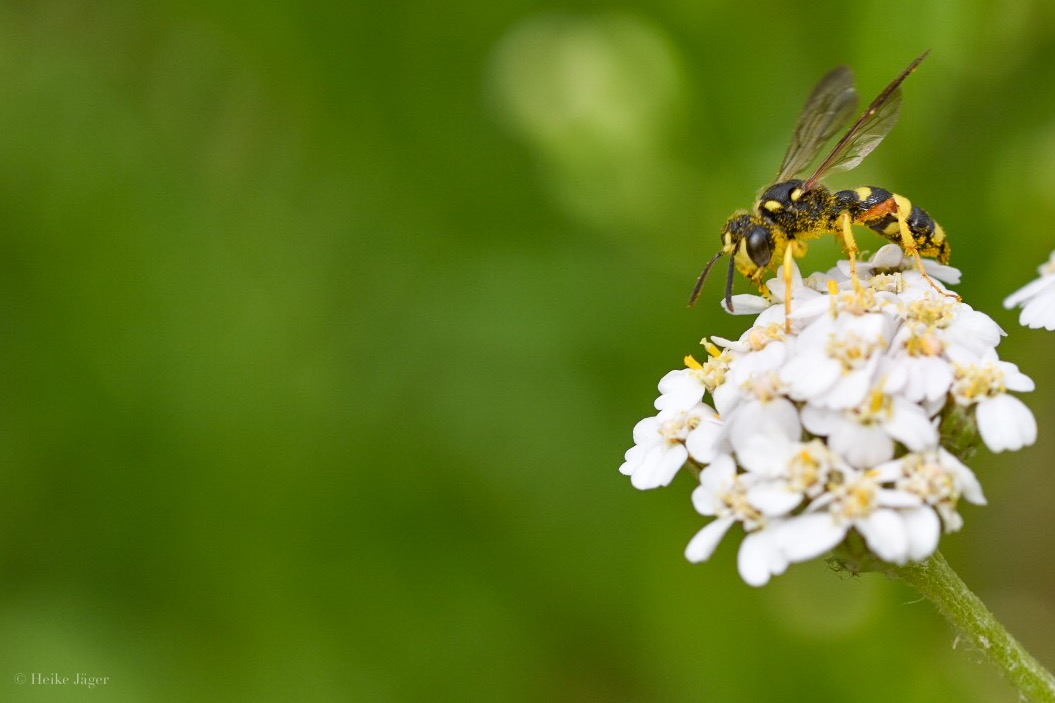 Maskenbiene auf Schafgarbe - oder doch nicht?