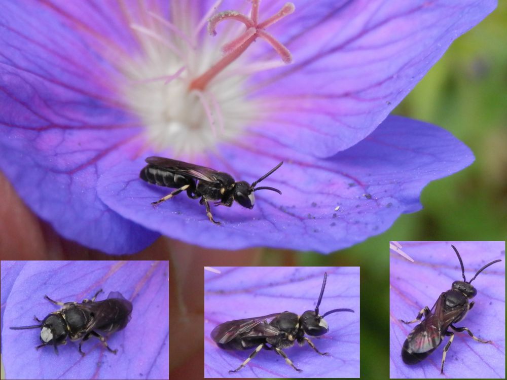 Maskenbiene auf Storchschnabel