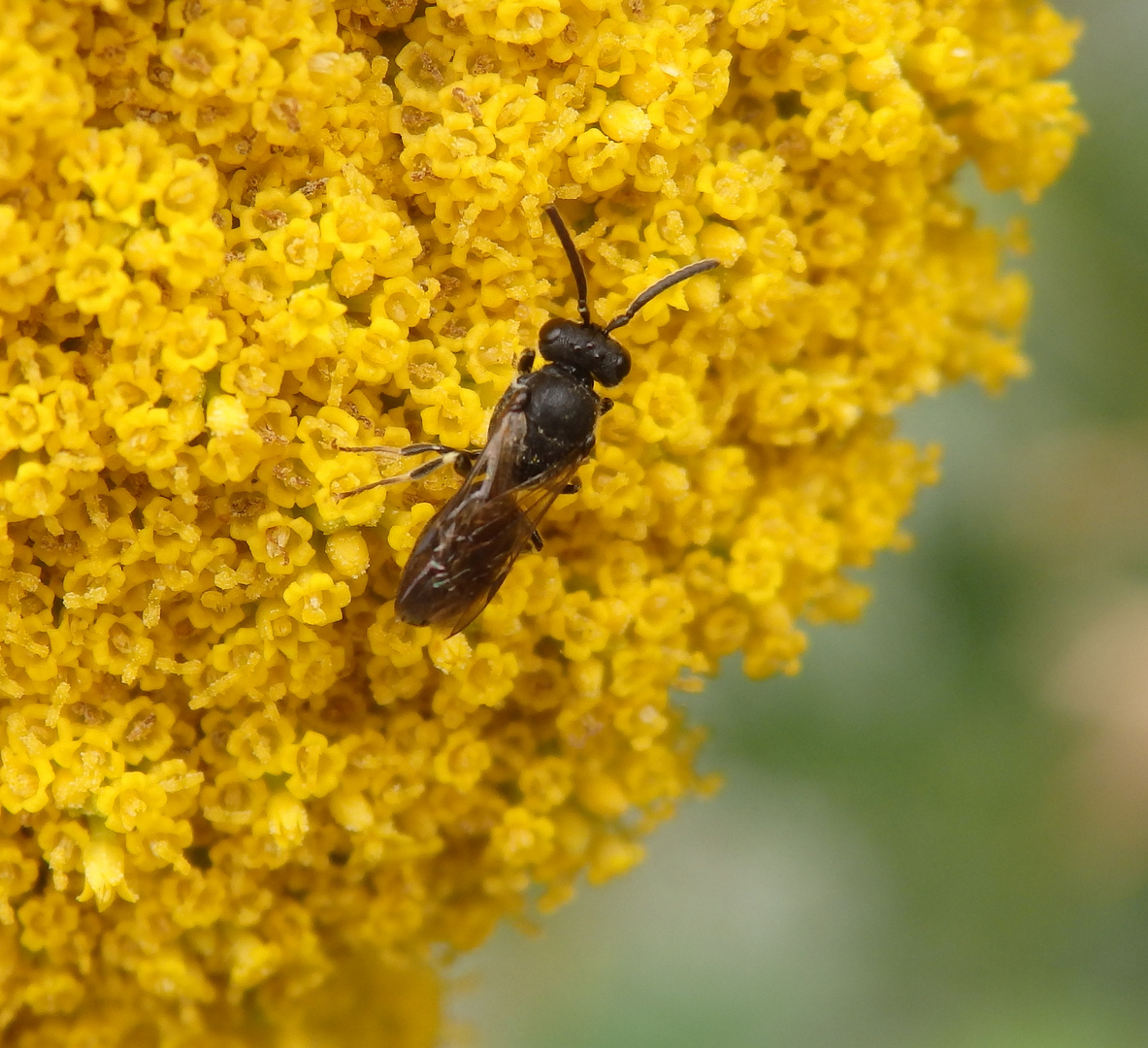 Maskenbiene (Hylaeus) auf Gewürzfenchel