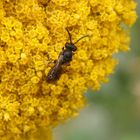 Maskenbiene (Hylaeus) auf Gewürzfenchel