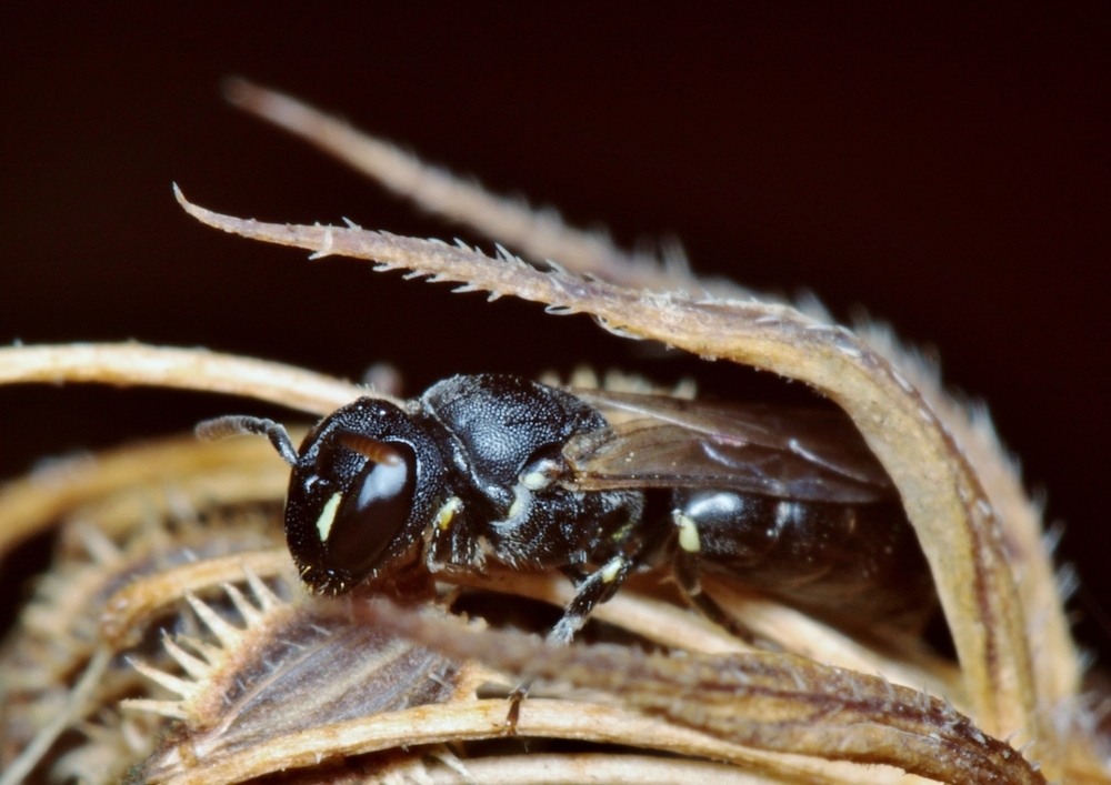 Maskenbiene, Hylaeus cf communis