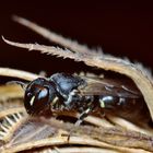 Maskenbiene, Hylaeus cf communis