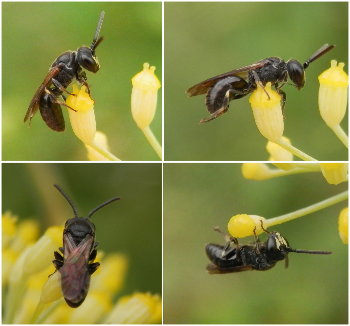 Maskenbiene (Hylaeus sp.) auf Gewürzfenchel