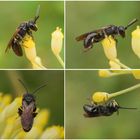 Maskenbiene (Hylaeus sp.) auf Gewürzfenchel