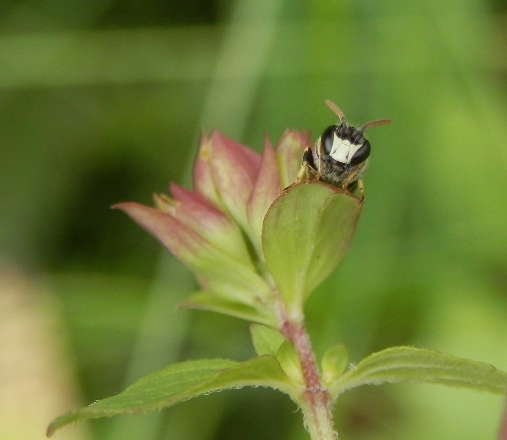 Maskenbiene (Hylaeus sp.) auf Oregano