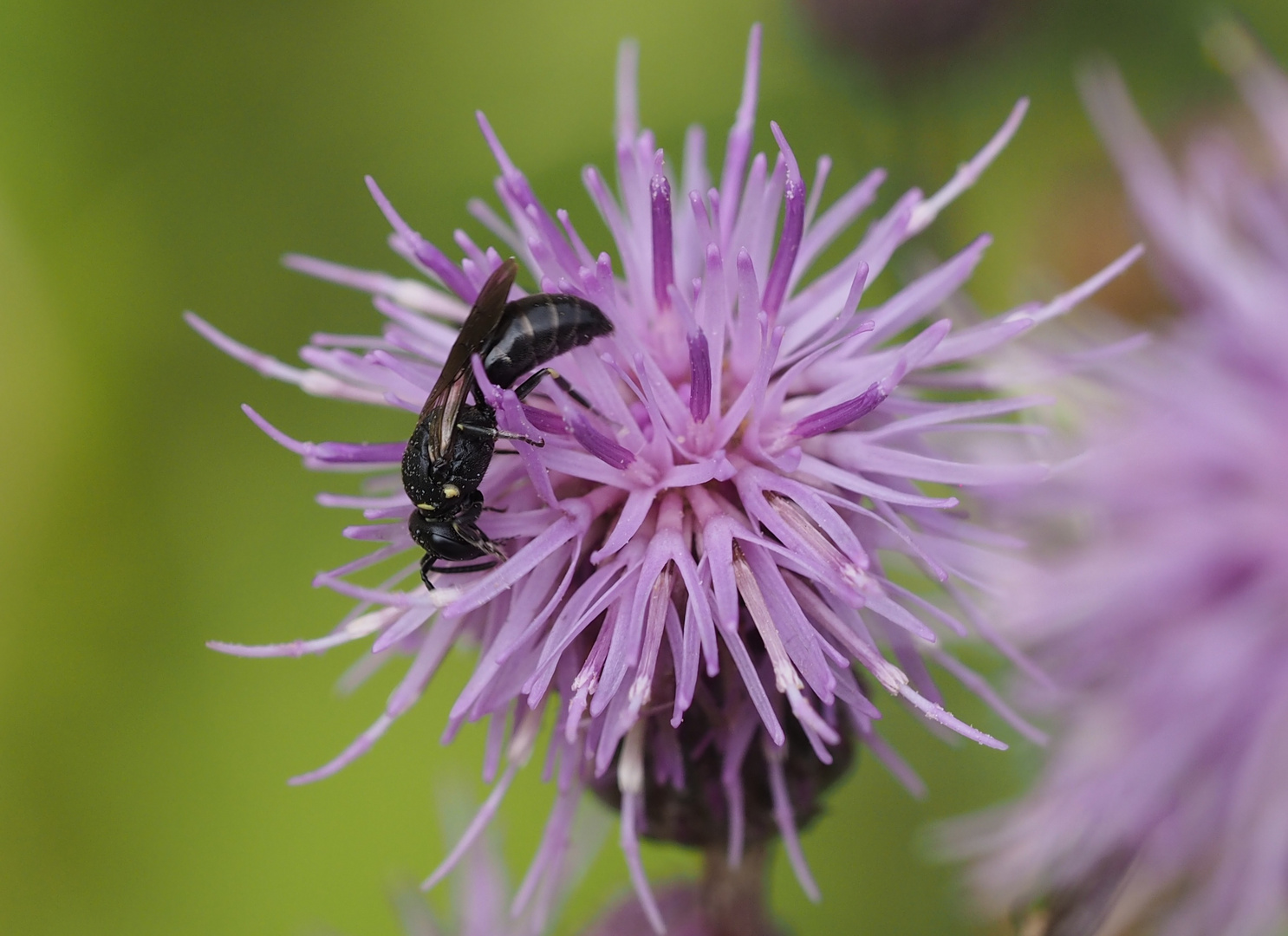 Maskenbiene (Hylaeus) w